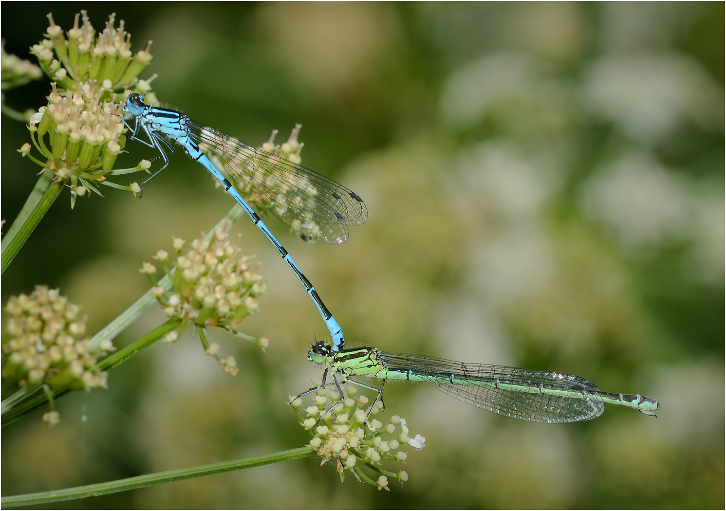 Mating Azure Damselflies