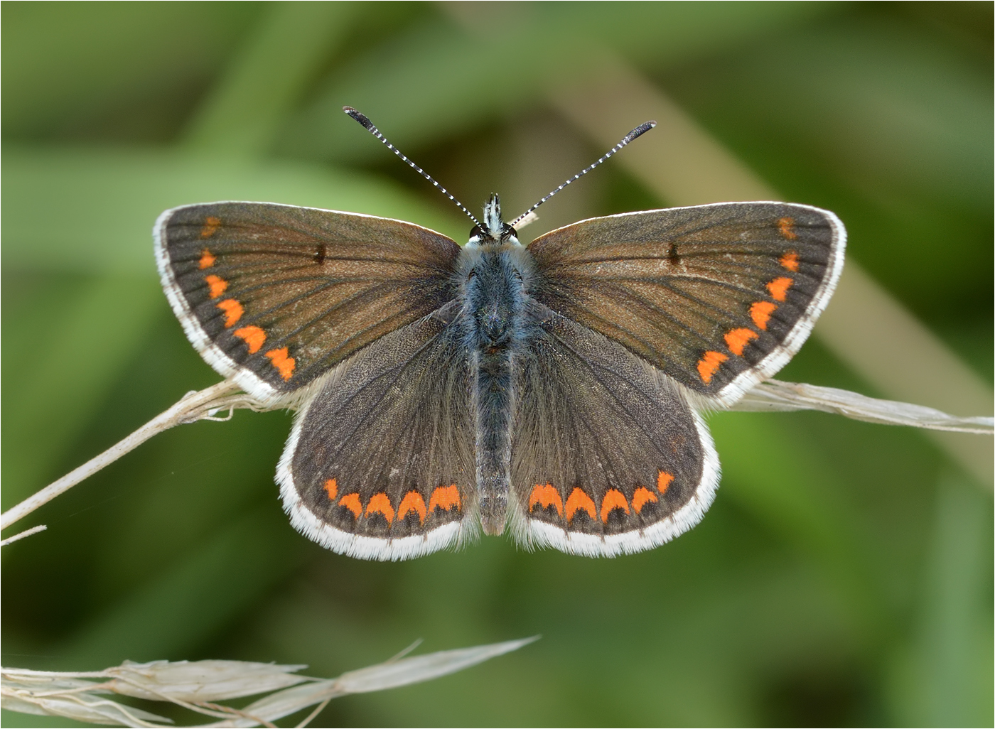 Brown Argus