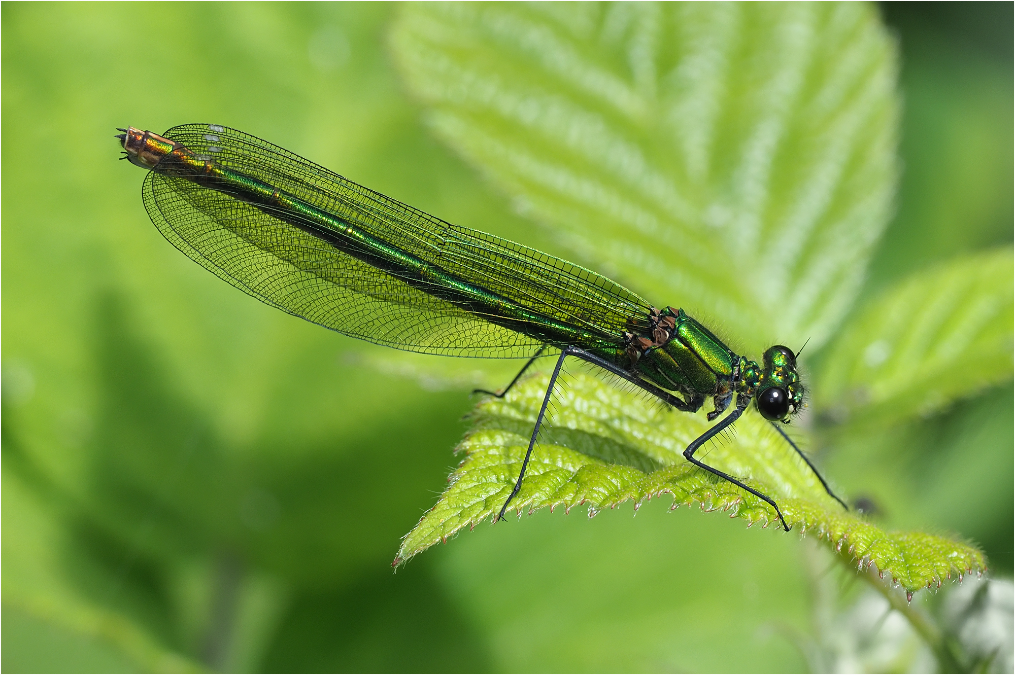 Banded Demoiselle (female)