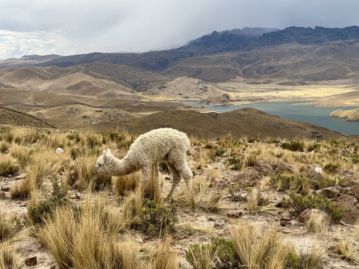 241025-071-De Arequipa a Puno.JPG