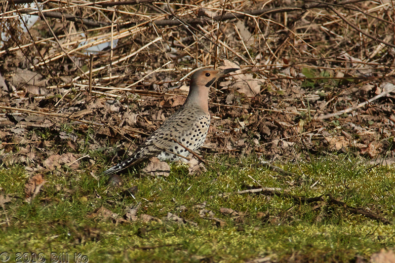 Northern Flicker