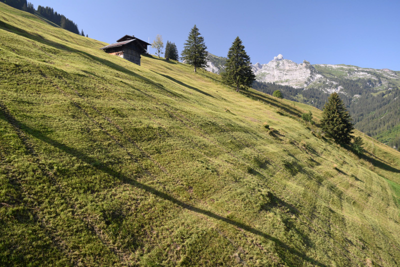Grimmialp