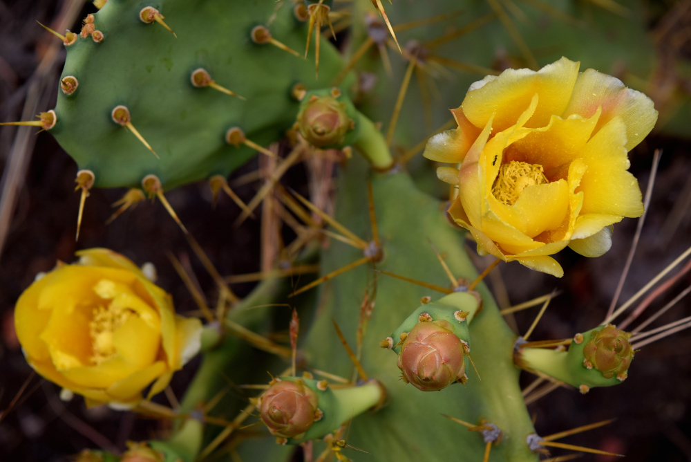 Cactus, Badama crater