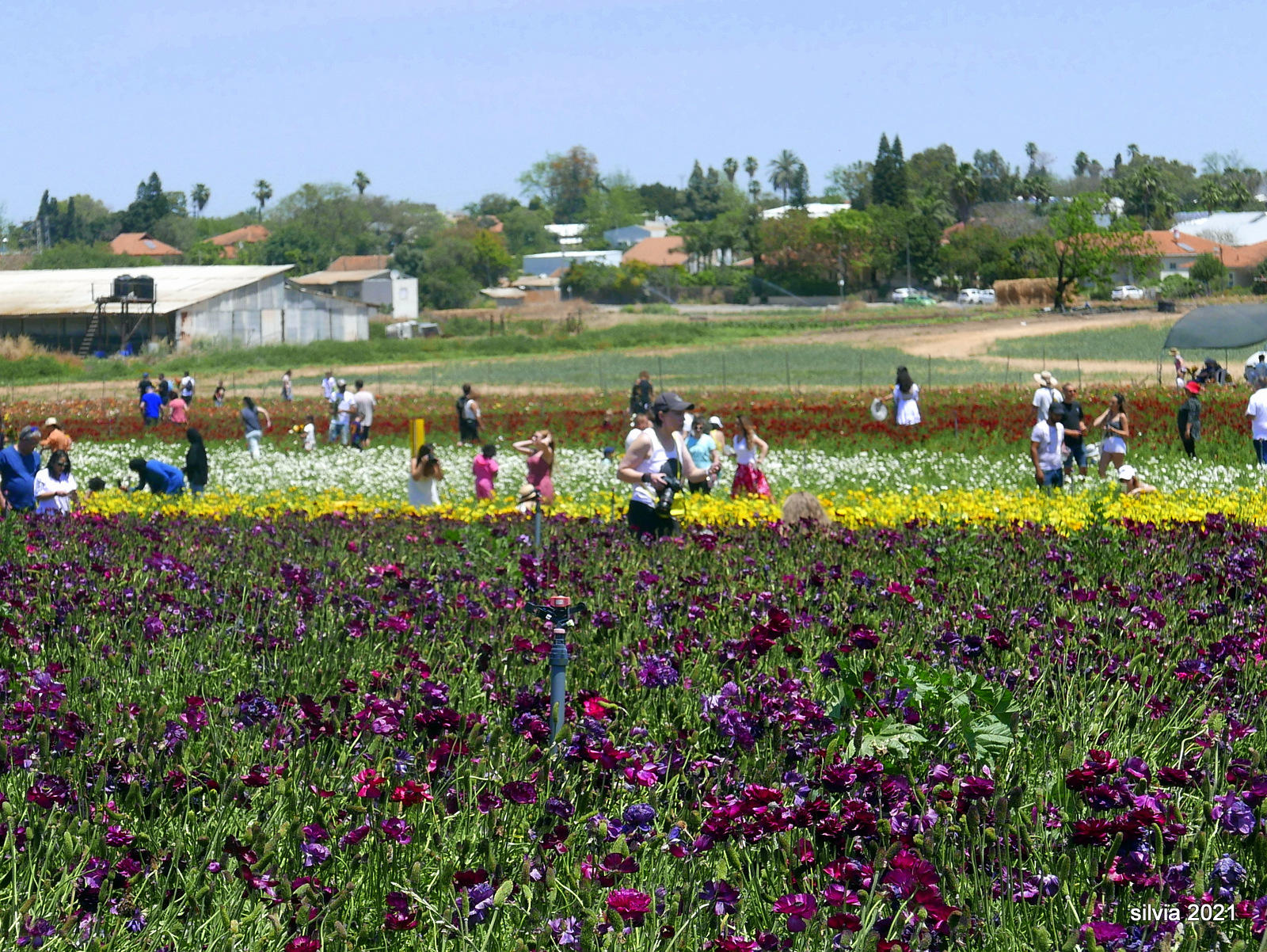 El Campo