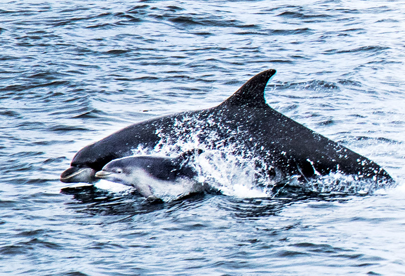 Bottlenose Dolphin - Mother & Baby