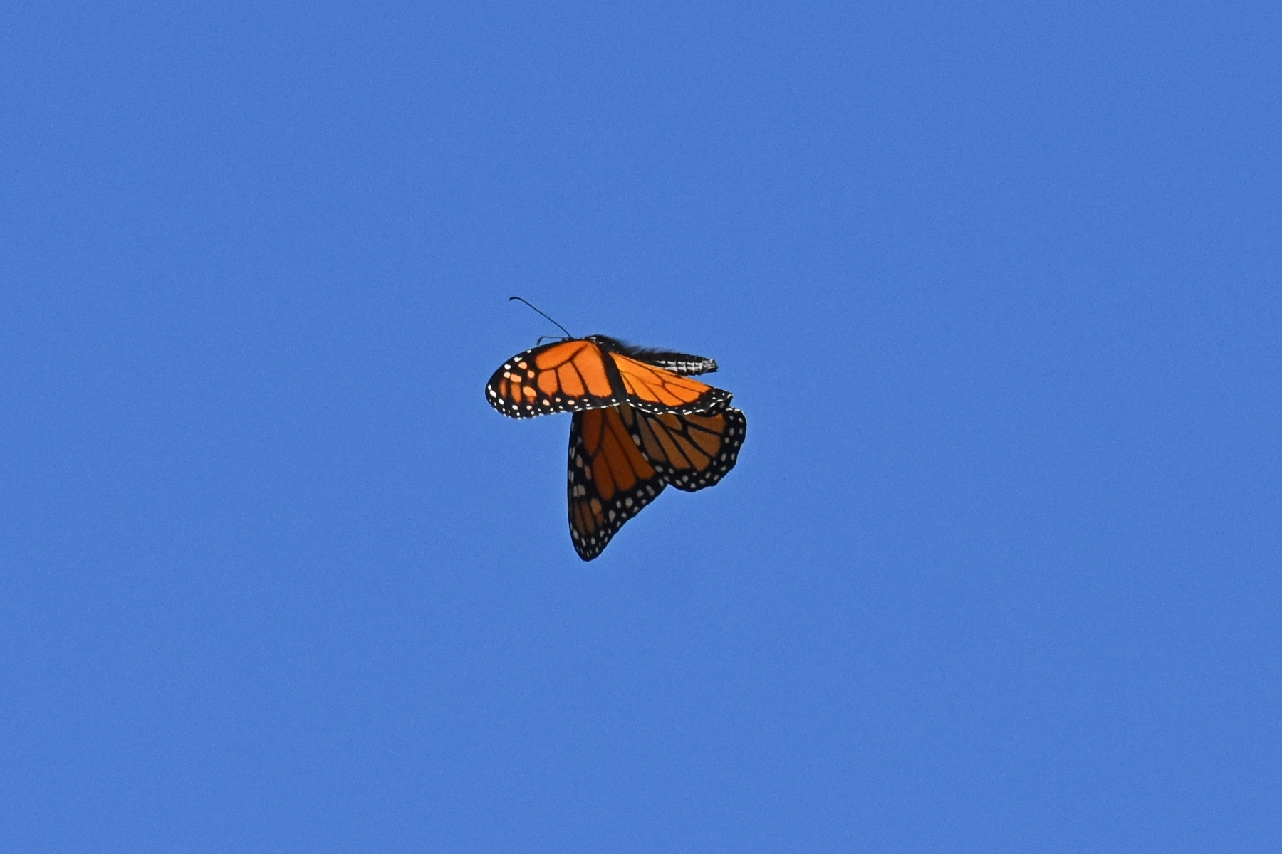 Monarch_in_flight_26_Sept_2019g.JPG