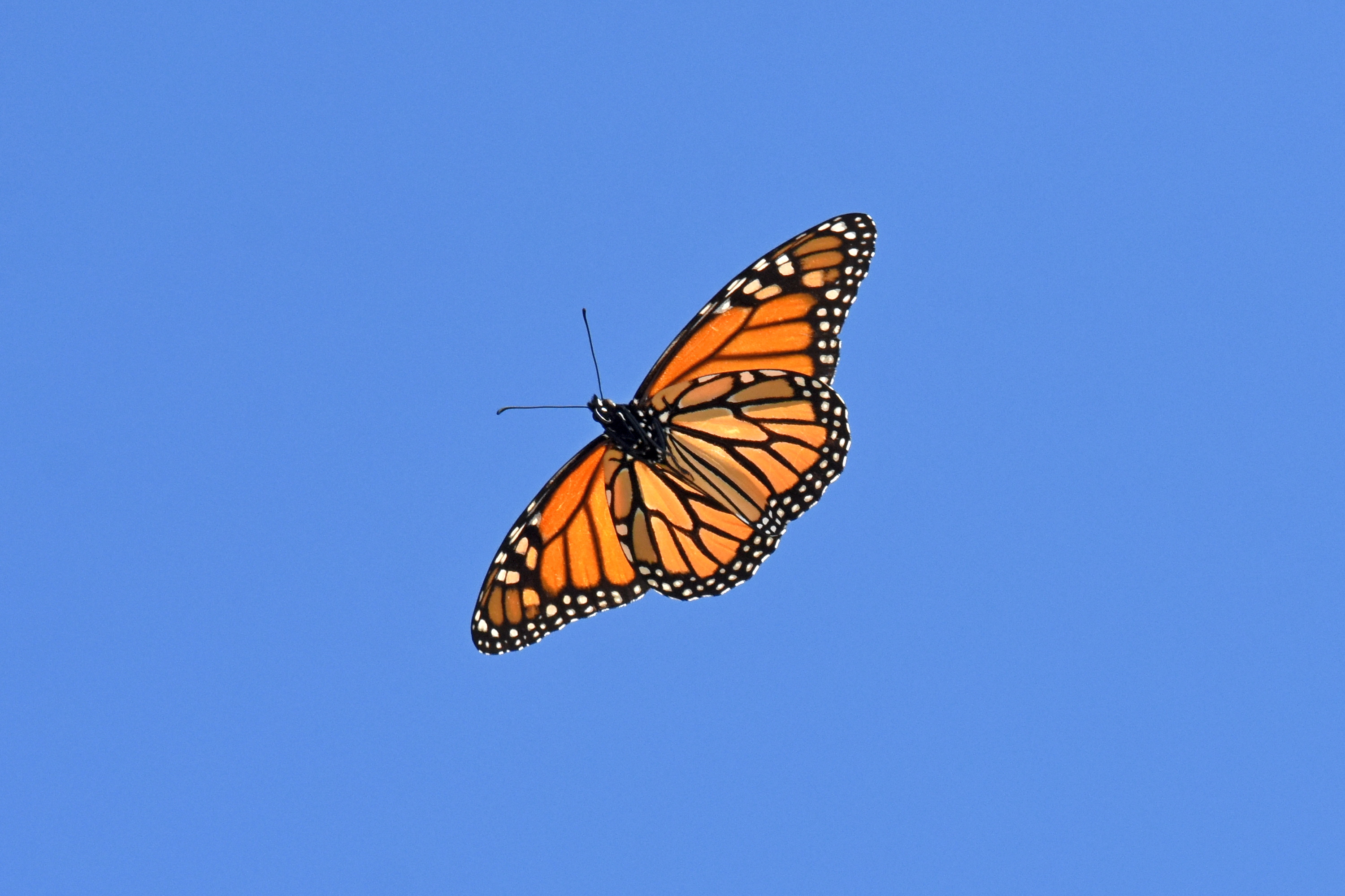 Monarch_7_Oct_2019c.JPG