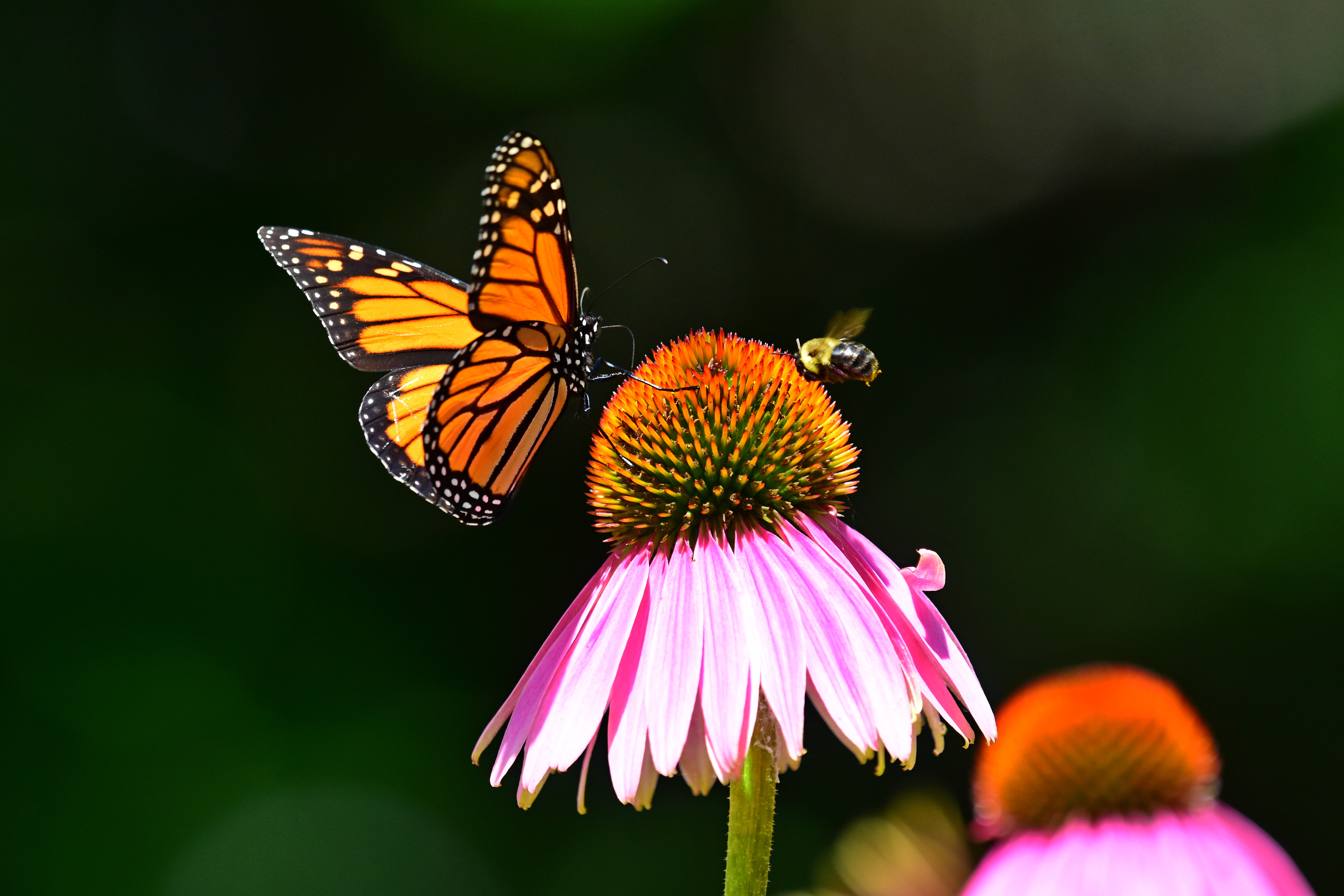 Monarch_and_bee_on_Purple_coneflower2017a.jpg