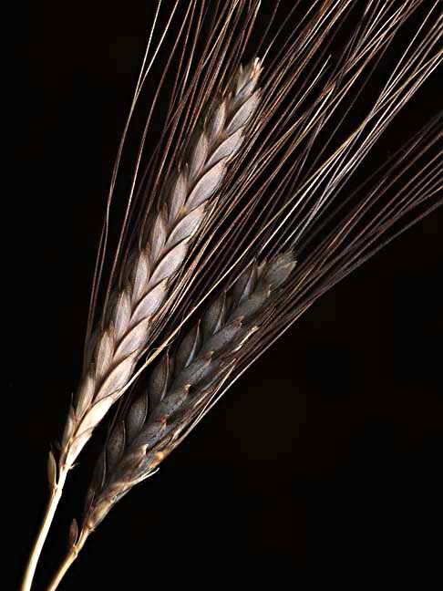 Macro 9262123
