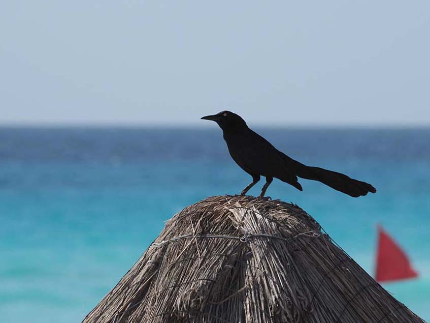 Nature 3120356.jpg
