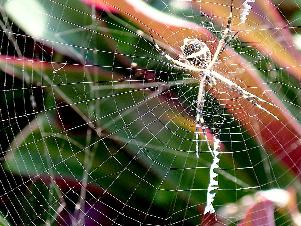 Nature 10090919.jpg
