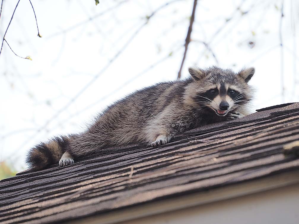 Coon4246939sm.JPG