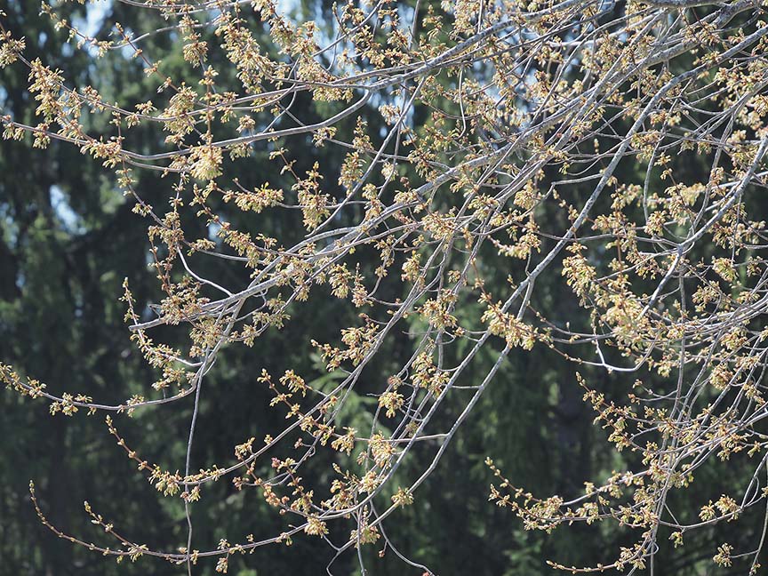 Spring? T4277010.JPG