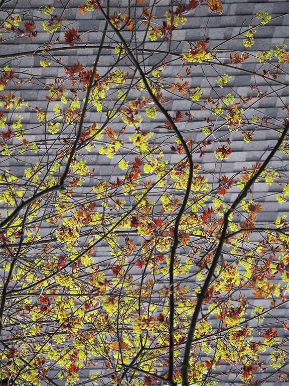 Spring T 5047151.JPG