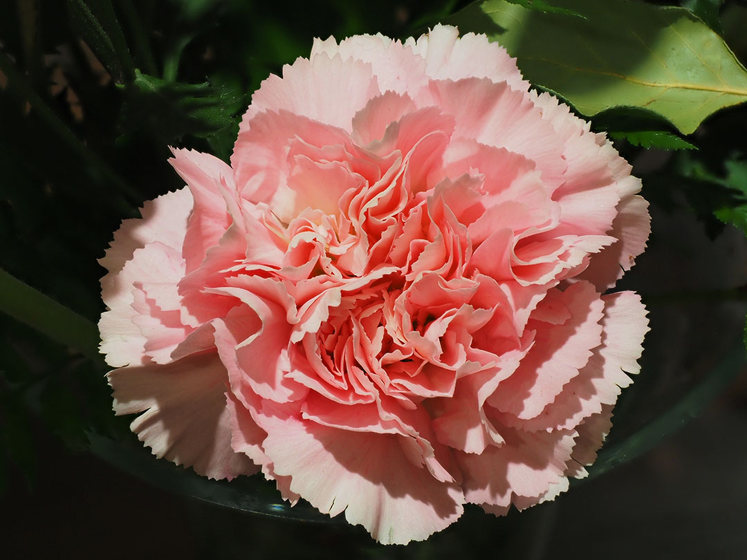 Pink 6087858+.JPG