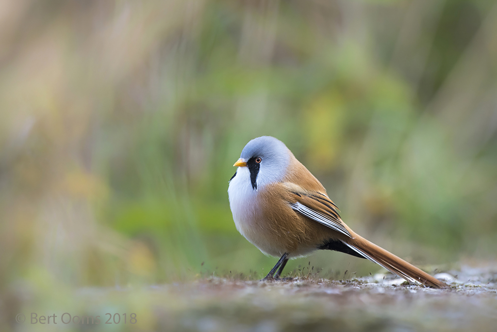 Bearded tit PSLR-6441