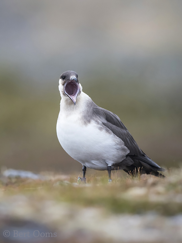 Arctic skua - Kleine jager PSLR-4130