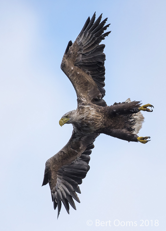 White-tailed eagle PSLR-5120