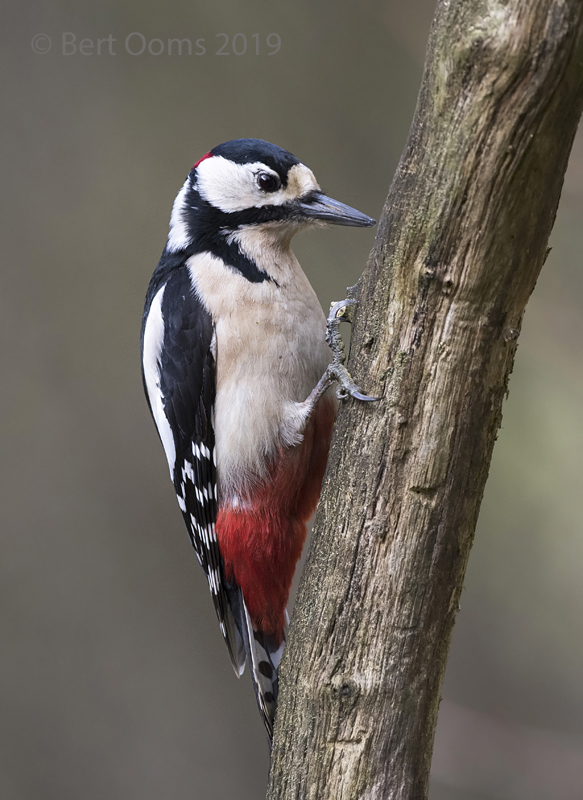 Great Spotted Woodpecker KPSLR-7797