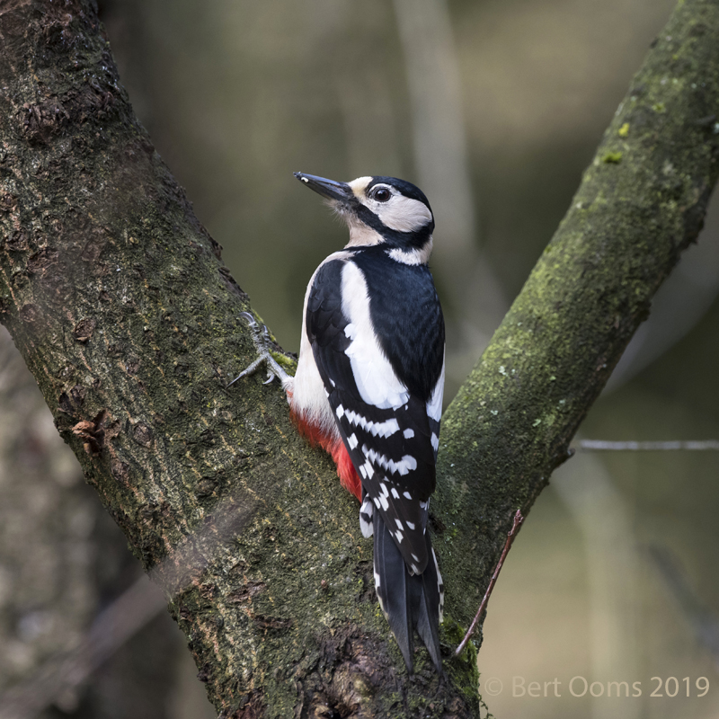 Great spotted woodpecker PSLR-7751