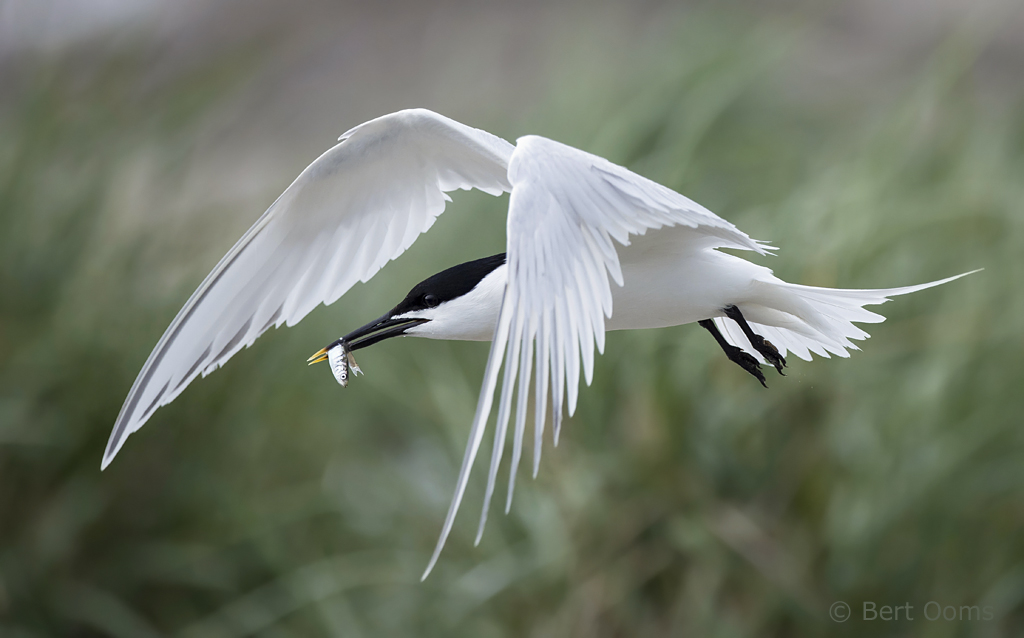 Sandwich tern PSLR-5920.