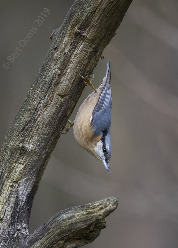 Nuthatch - Boomklever KPSLR-7892