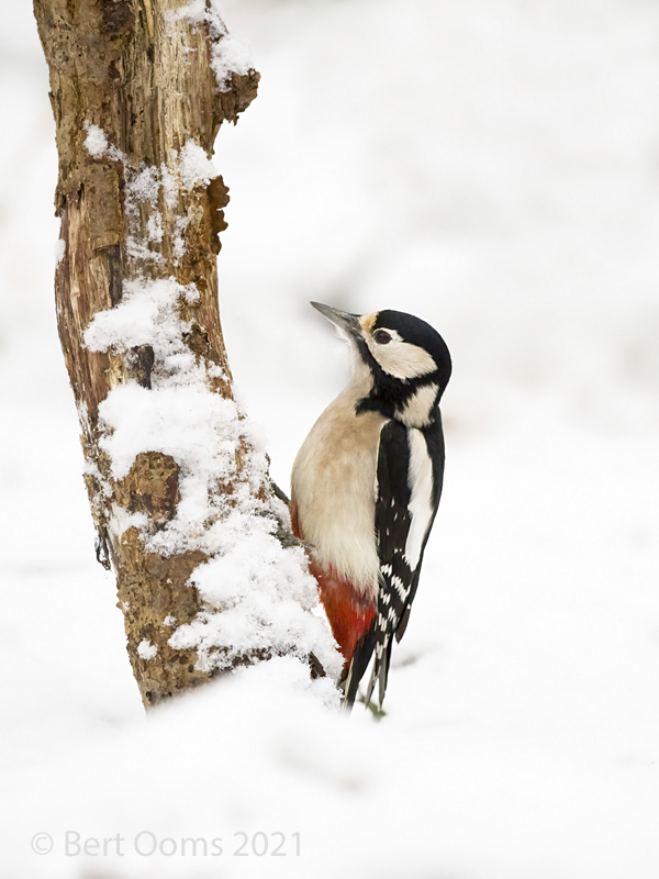 Great spotted woodpecker - Grote bonte specht KPSLRT-6033