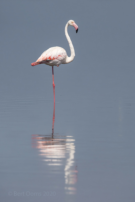 Greater flamingo KPSLR-3456