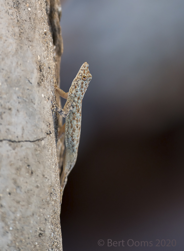 Namib day gecko PSLRT-3619