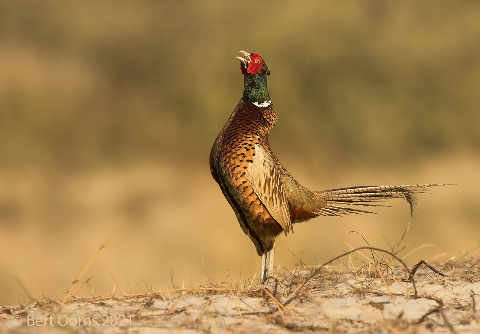 Common pheasant PSLRT 0162