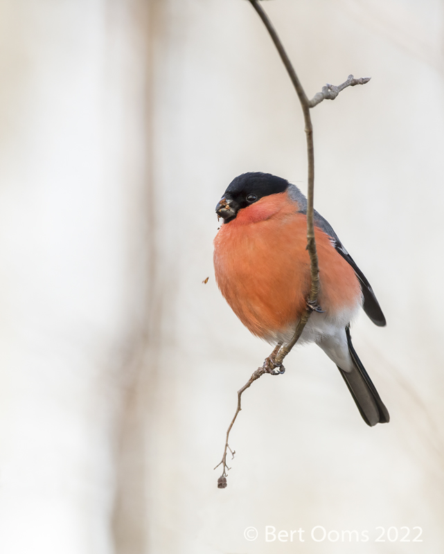 Bullfinch KPSLRT 3789