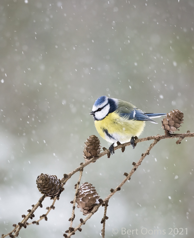 Blue tit - Pimpelmees PSLRT 6352