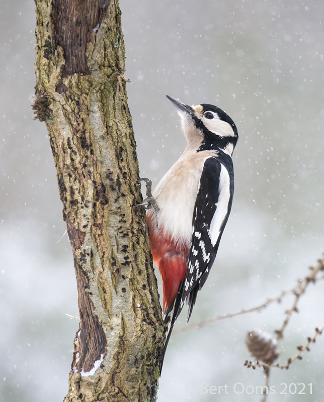 Great spotted woodpecker - Grote bonte specht PSLRT 6481