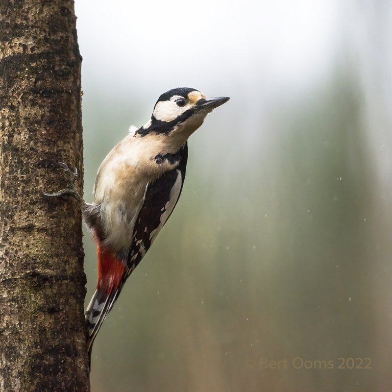 Great spotted woodpecker - Grote bonte specht PSLRT 3830