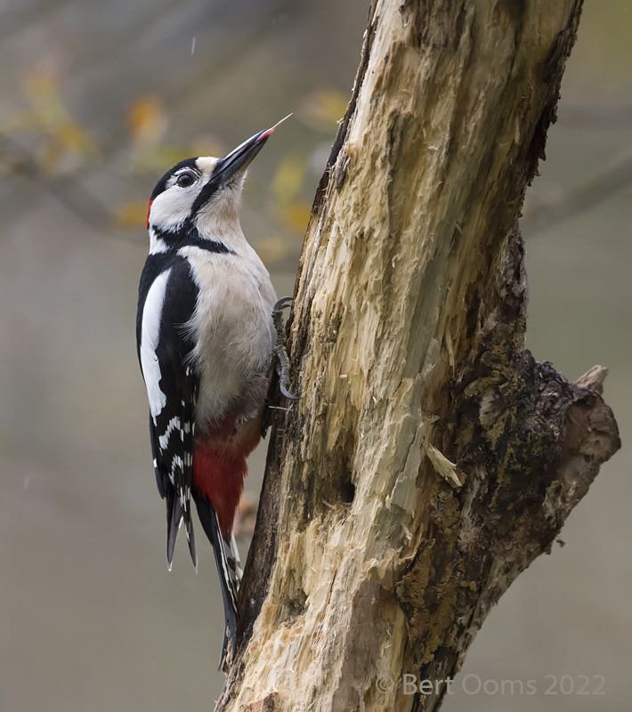 Great spotted woodpecker KPSLRT 4703