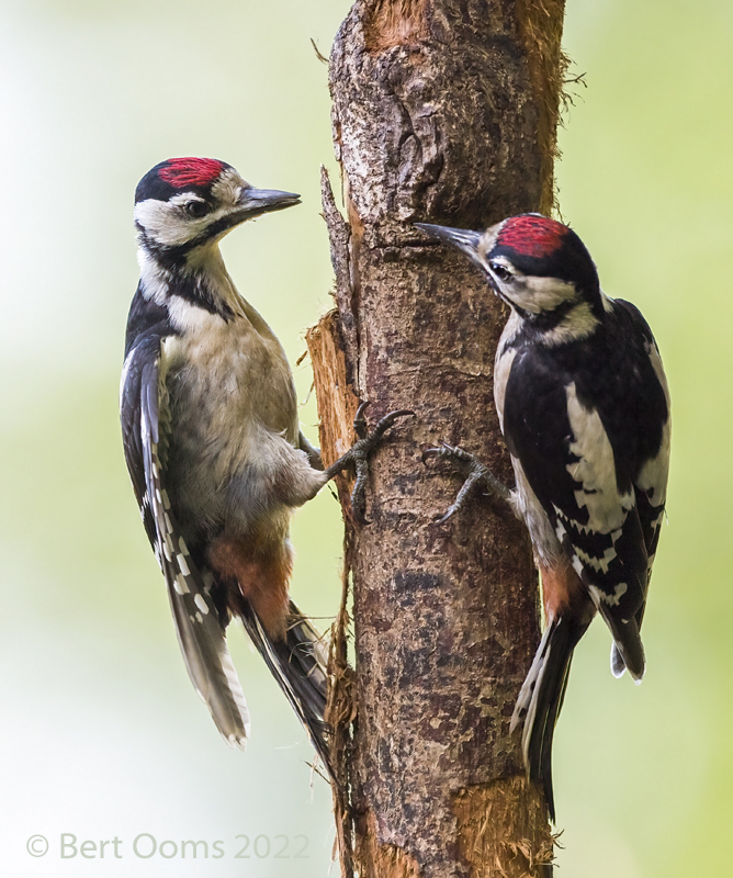 Great spotted woodpecker - Grote bonte specht KPSLRT 7497