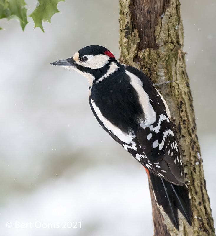Great spotted woodpecker - Grote bonte specht PSLRT 6601