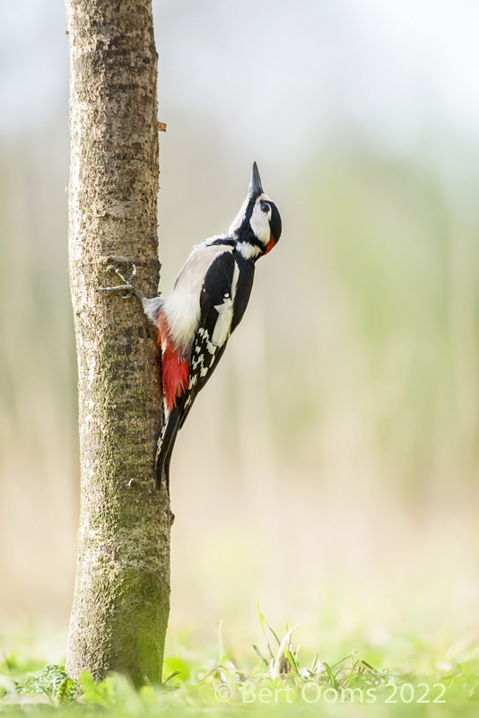 Great spotted woodpecker - Grote bonte specht PSLRT 3975