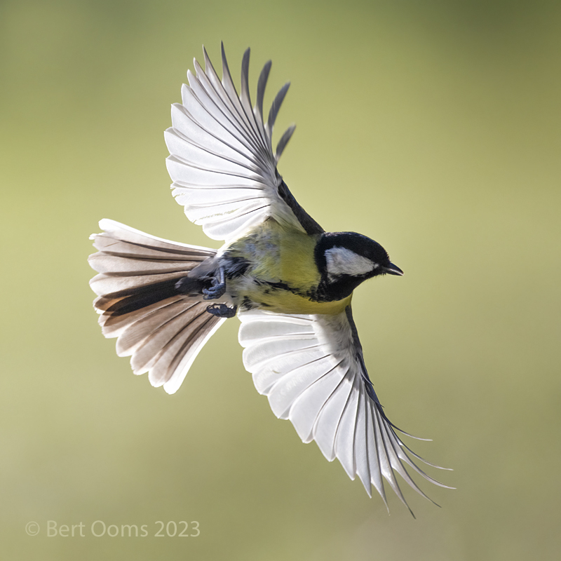 Great tit - Koolmees  PSLRT 6005 kleur