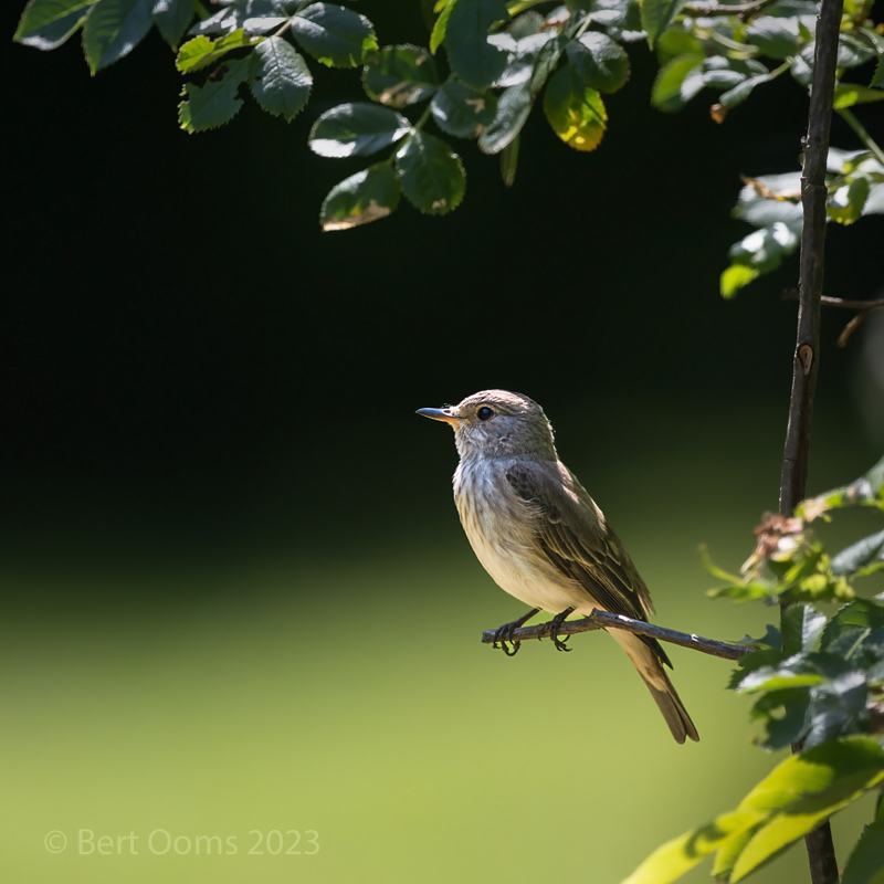 Spotted flycatcher  PSLRT 4208