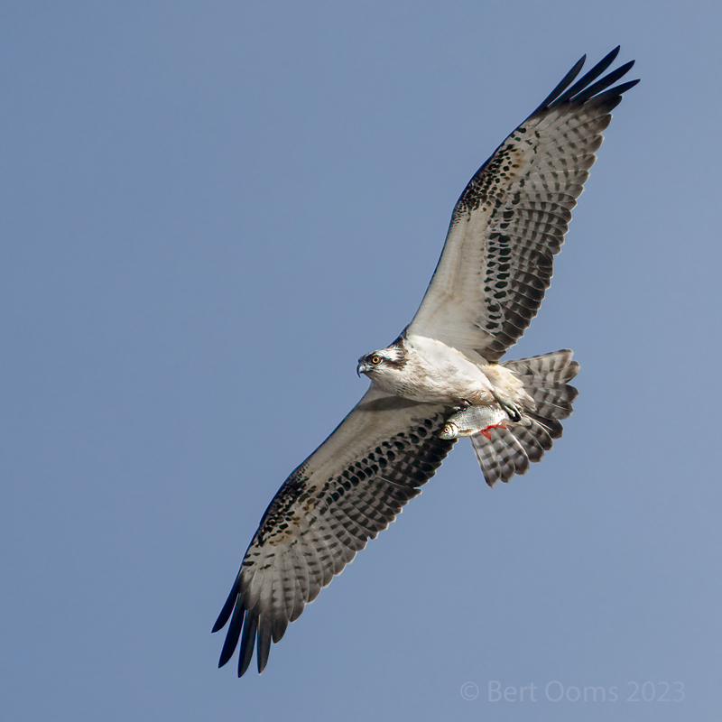 Pandion haliaetus - Osprey - Visarend PSLRT 7685