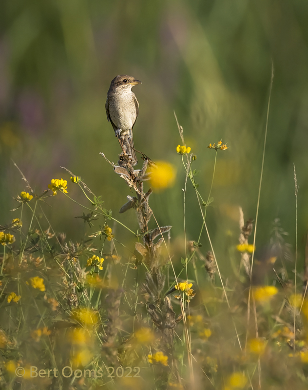 Red-backed shrike - Grauwe klauwier KPSLRT 7771