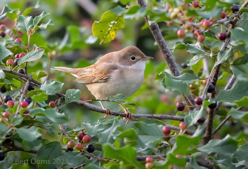 common whitethroat - Grasmus PSLRT 7486