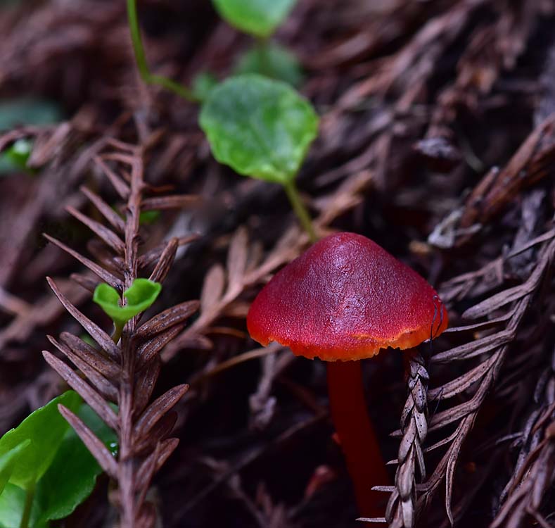 Little Red Umbrella