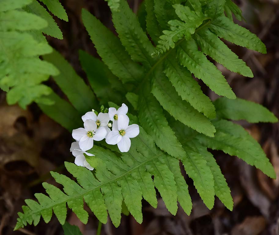 Milkmaids and Fern