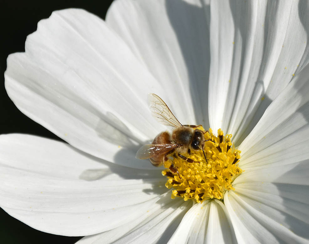 Bee & Shadow