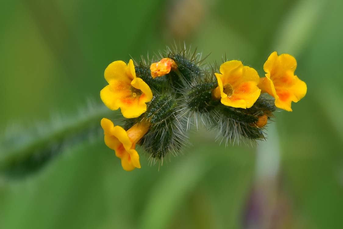 Common Fiddleneck Blooms