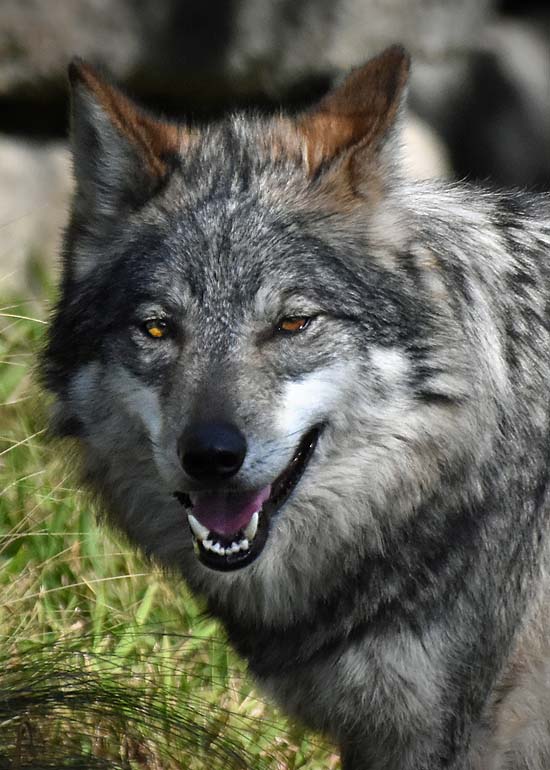 Mexican Grey Wolf Face