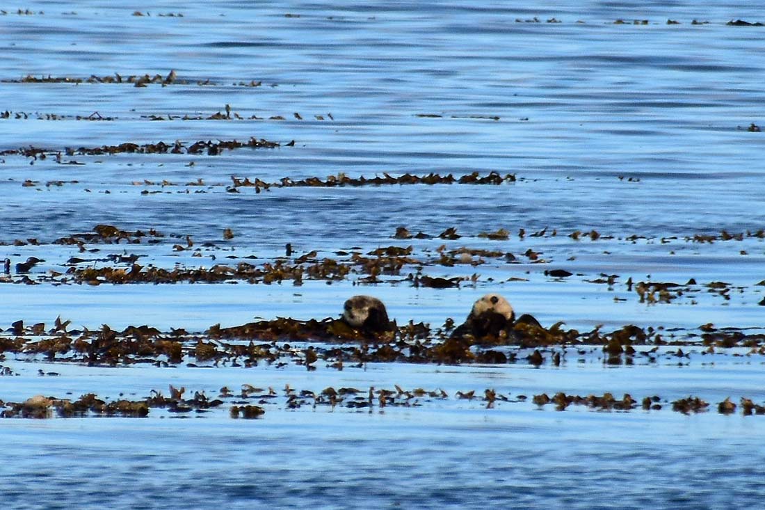 Two Floating Otters