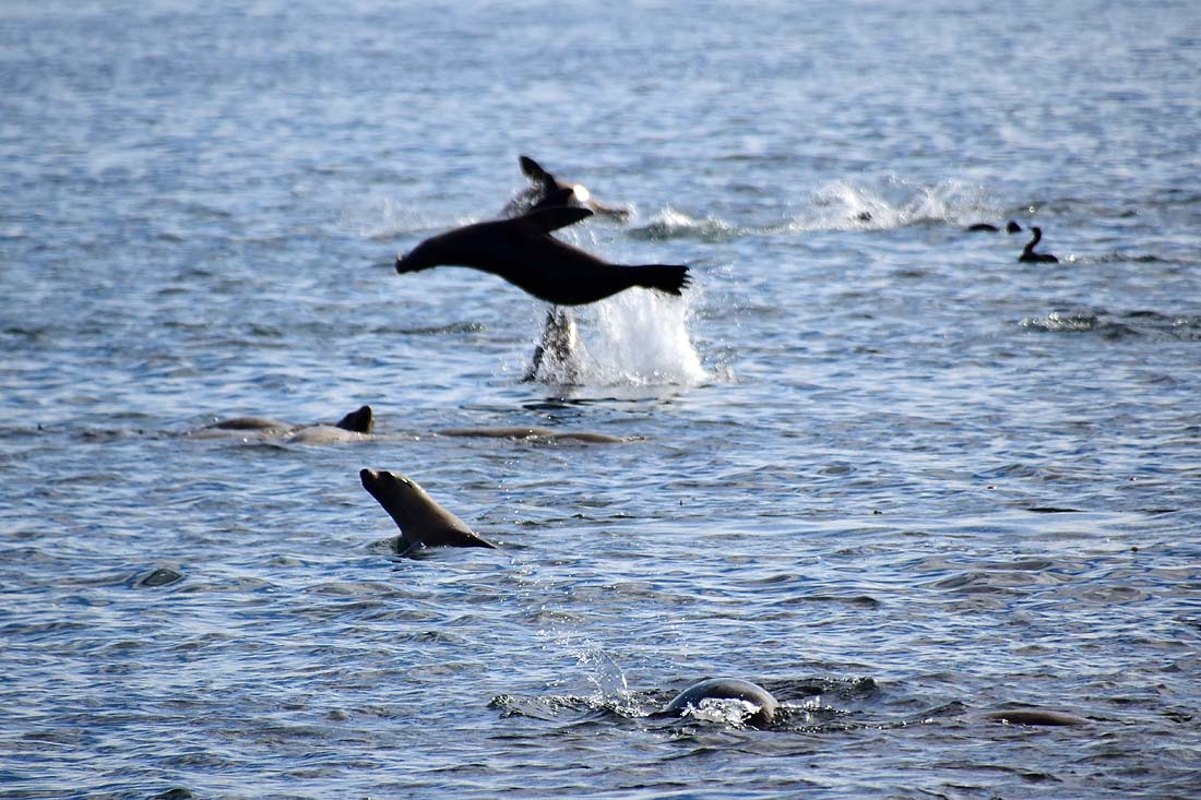 Big Sealion Jump